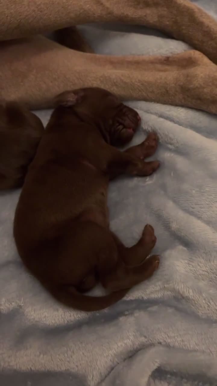 Mixed Breed dogs for sale: Beautiful Vizmaraner - Video 1