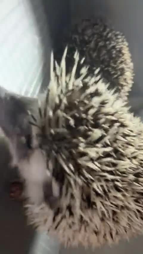 Pygmy Hedgehog rodents for sale: 3 pigmy hedgehogs  - Video 2