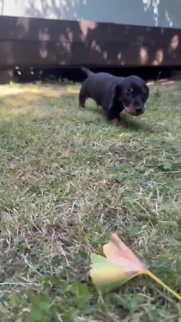 Miniature Dachshund dogs for sale: ADORABLE Miniature Dachshund KC Pups  - Video 1
