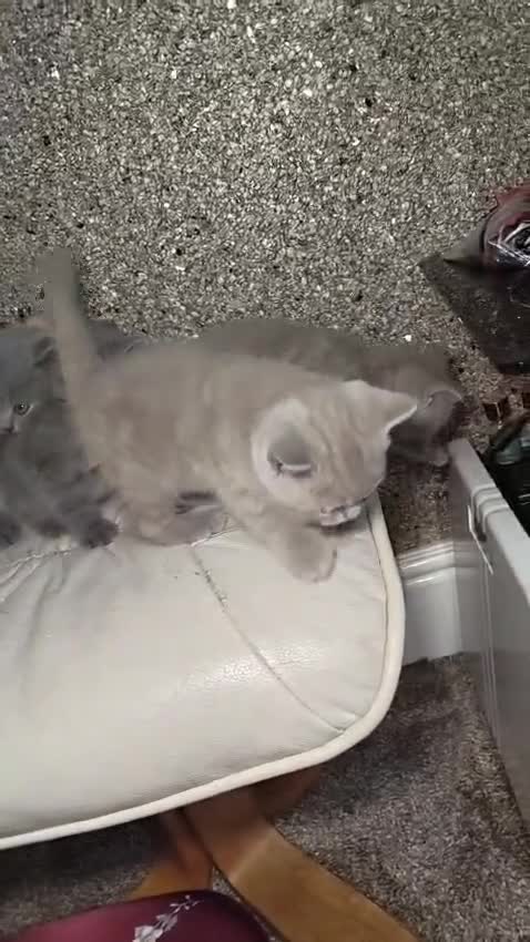British Shorthair cats for sale: British Shorthair kitten  - Video 2
