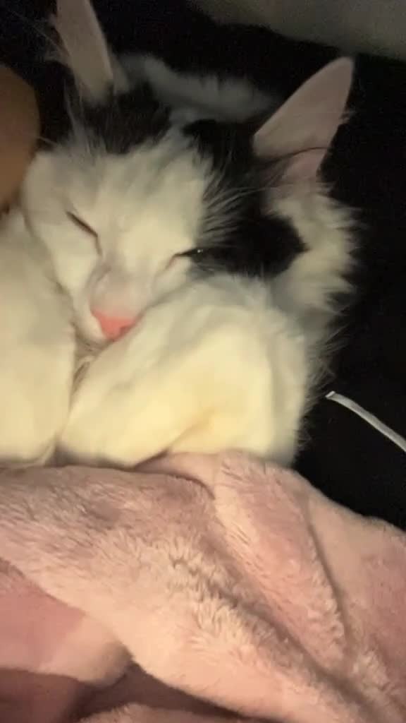 Mixed Breed cats for sale: Meikoo - Video 1