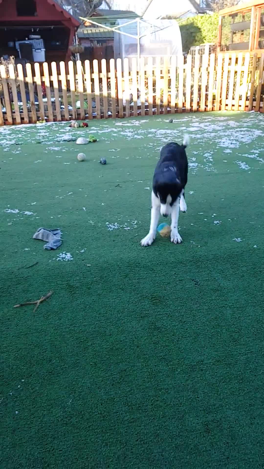 Border Collie dogs for sale: Two Border Collie girls - Video 1