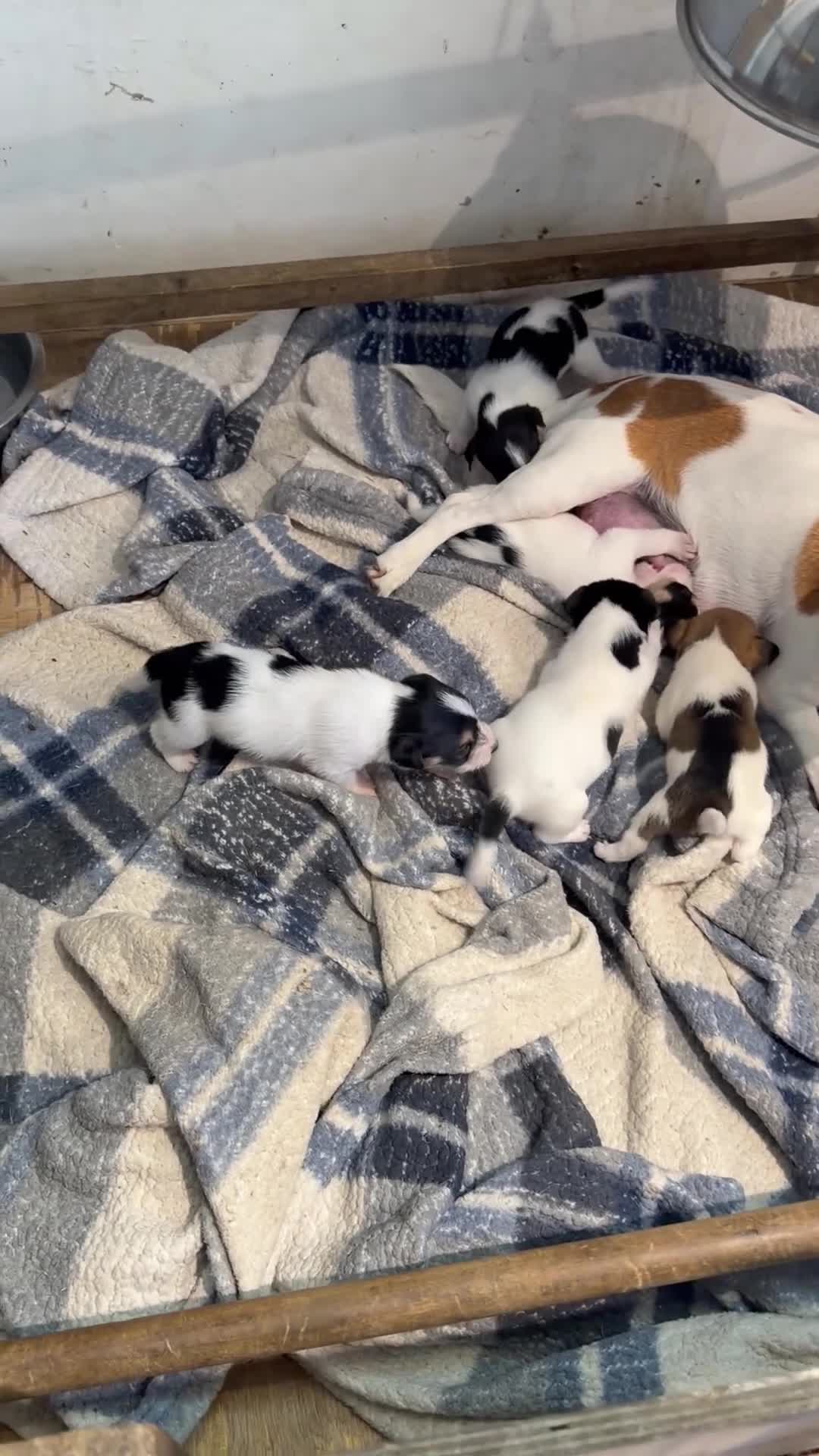 Jack Russell dogs for sale: Jack Russell puppies for sale - Video 1