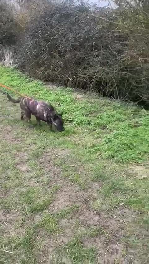 Mixed Breed dogs for adoption: Roxy ready for a quite life in St Neots - Video 5