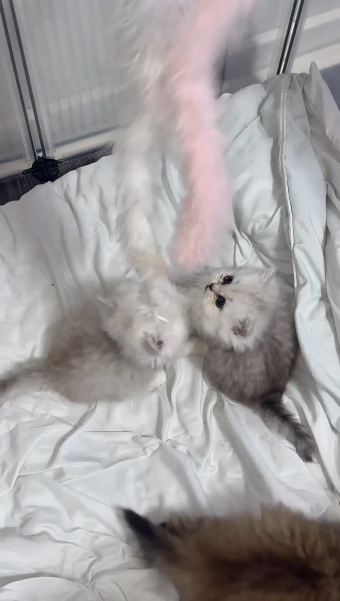 Persian cats for sale: Persian chinchilla kittens  - Video 1