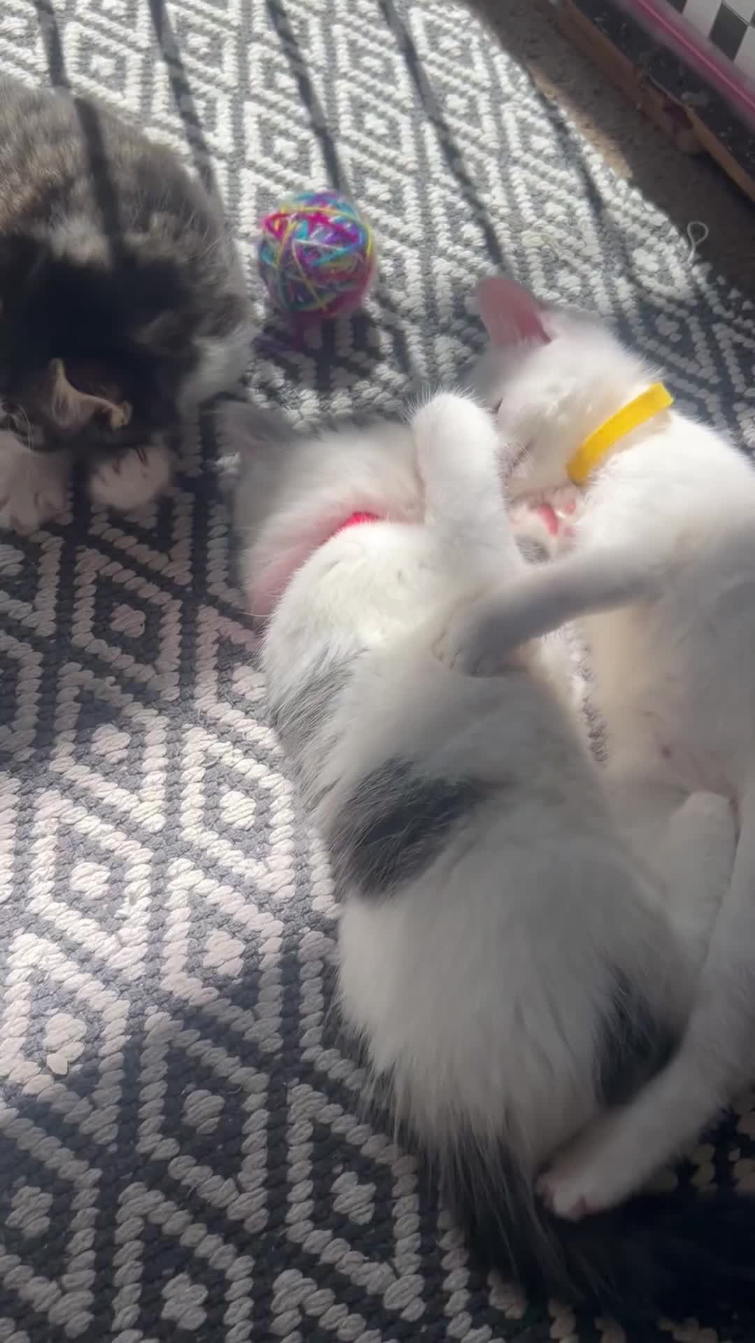 British Longhair cats for sale: Lovely friendly kittens - Video 1