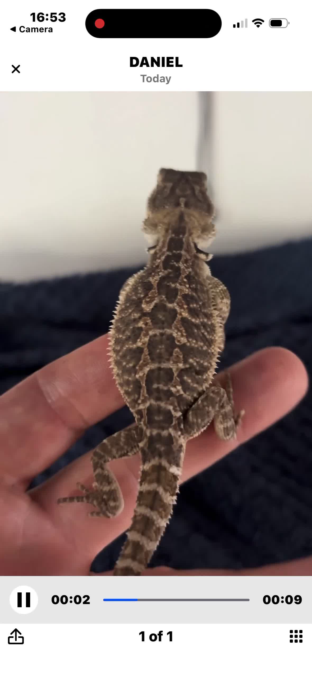 Bearded Dragon reptiles for sale: Super friendly baby bearded dragons - Video 2