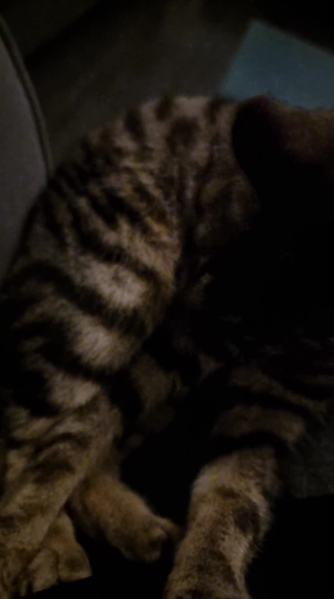 Domestic Shorthair cats for sale: Female cat  - Video 1