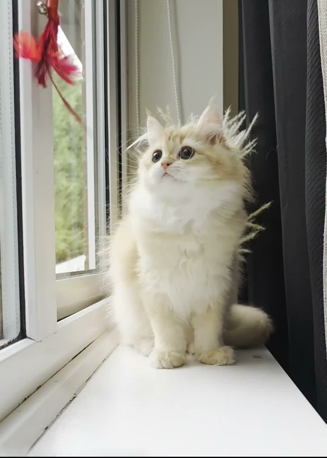 British Longhair cats for sale: Gorgeous GCCF Chocolate Golden British Longhair - Video 1