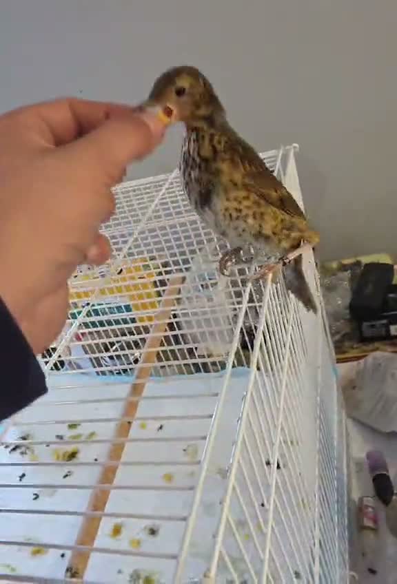 Softbills birds for sale: Hand reared tame song thrush in Waterlooville - Video 1