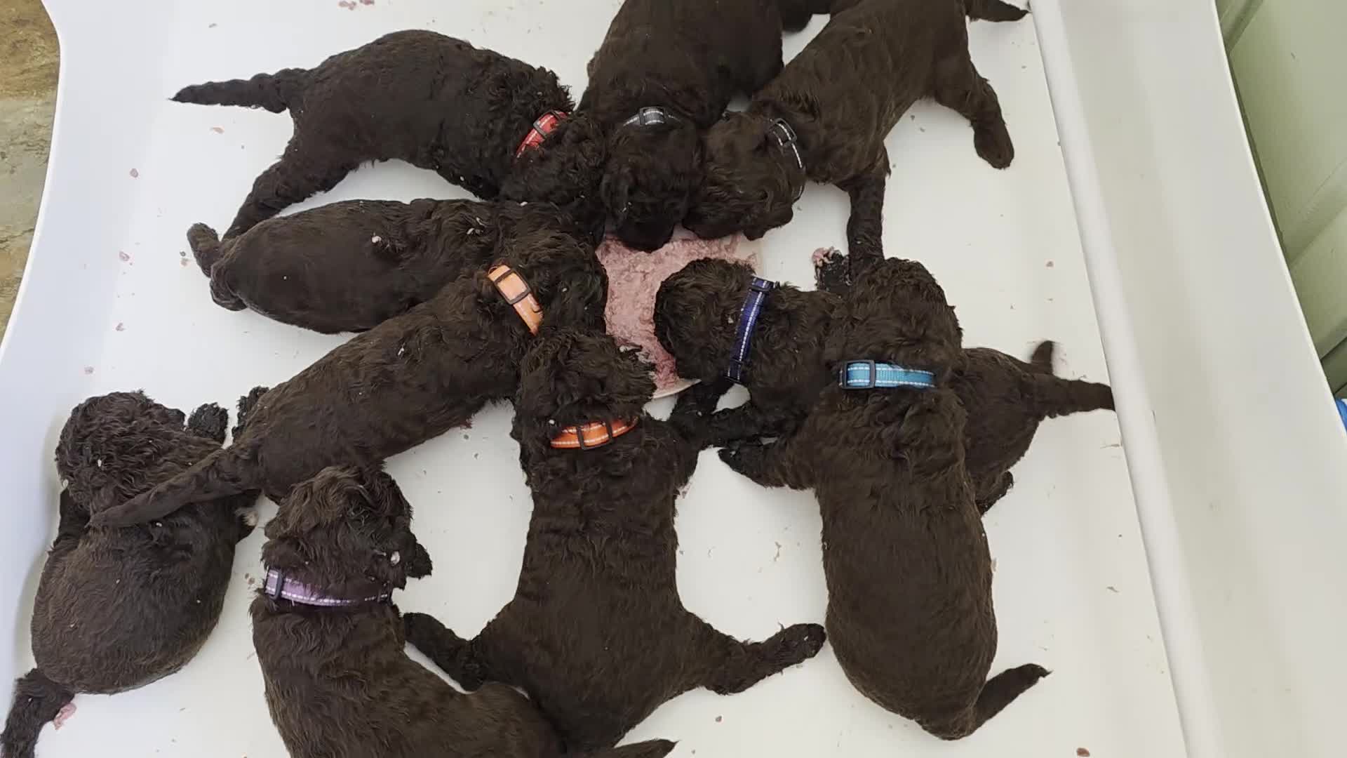 Newfypoo dogs for sale: 🐾 Beautiful Newfypoo x Standard Poodle Puppies 🐾 in Doncaster - Video 1