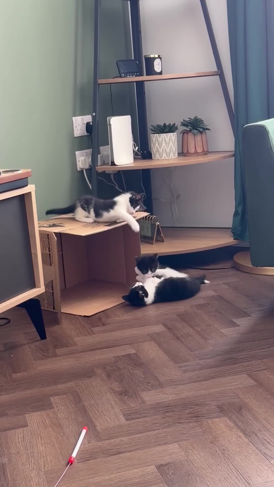Mixed Breed cats for sale: Beautiful tuxedo kittens one boy and one girl  - Video 2