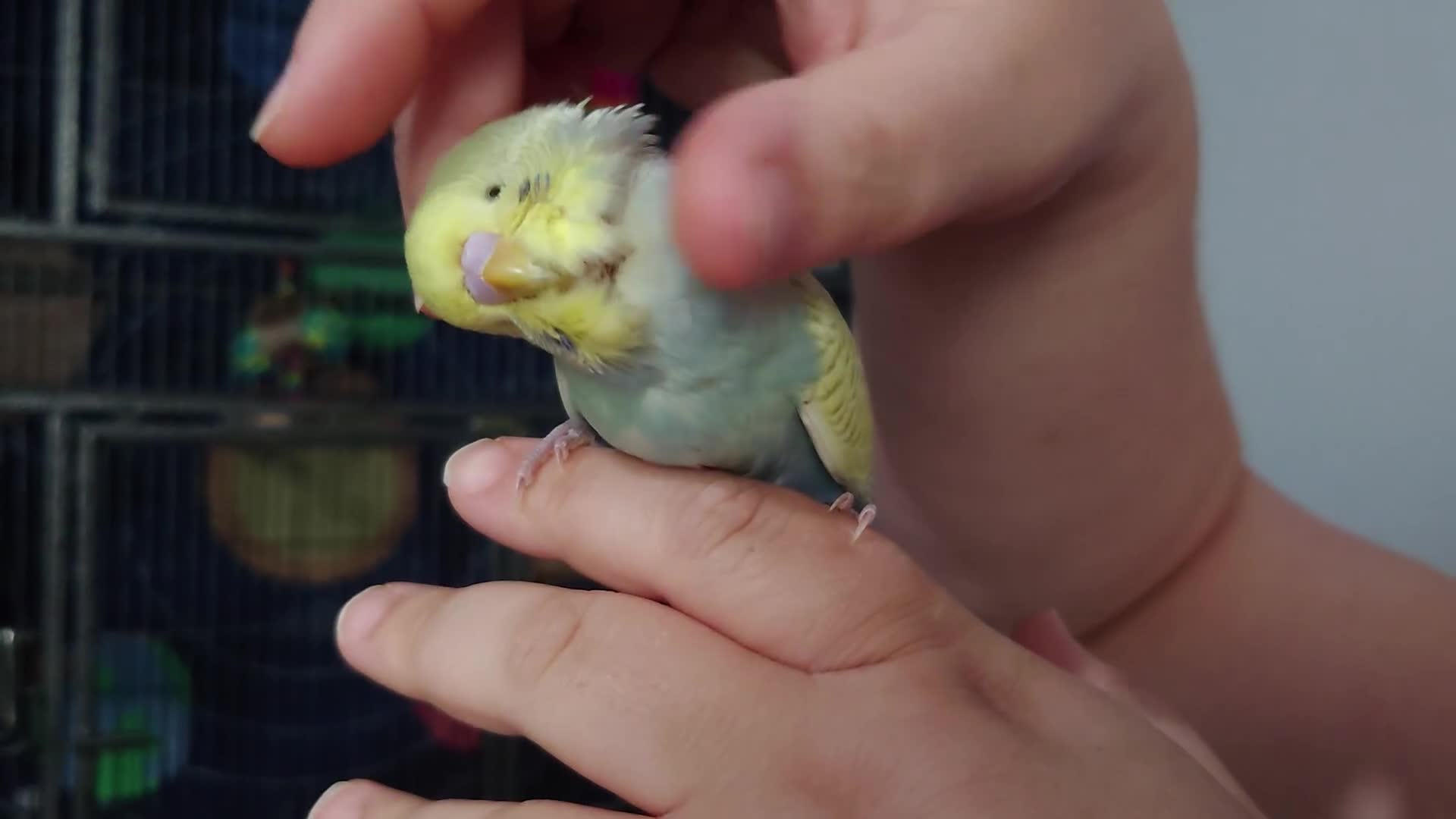 Budgerigars birds for sale: Hand reared silly tame baby budgies  - Video 1