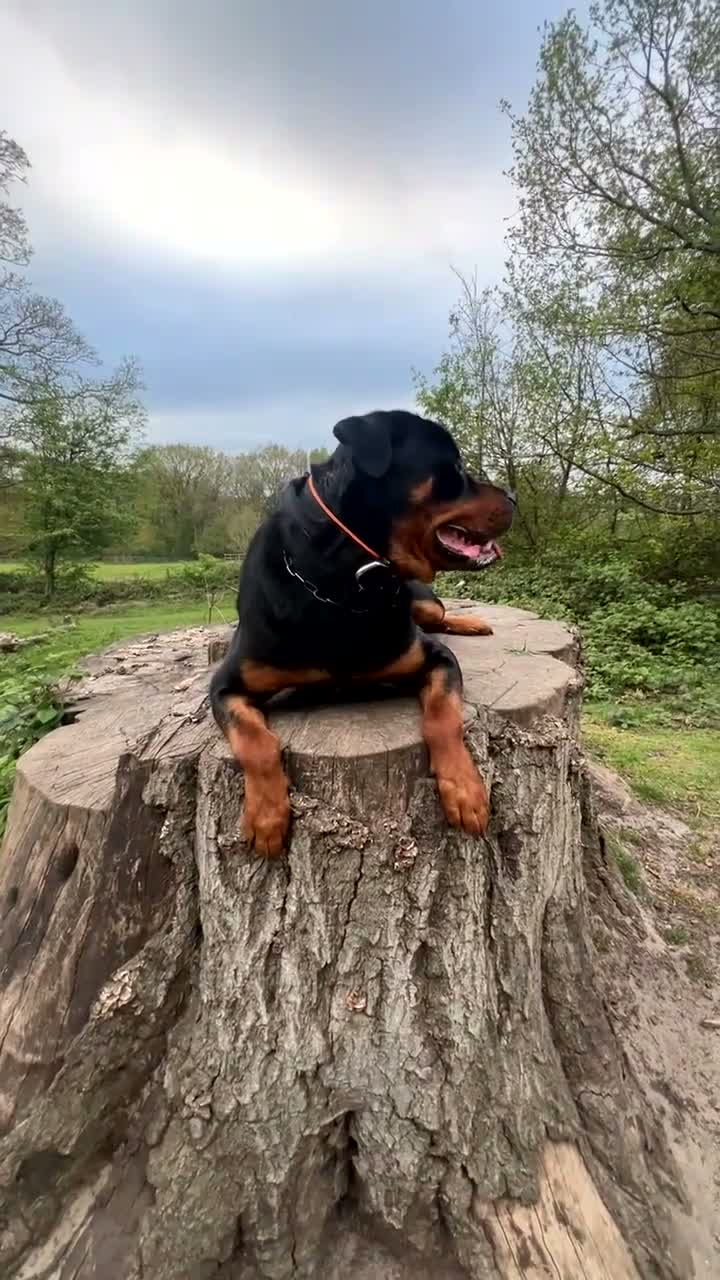 Rottweiler dogs for stud: Rottie for stud  in Bedford - Video 1
