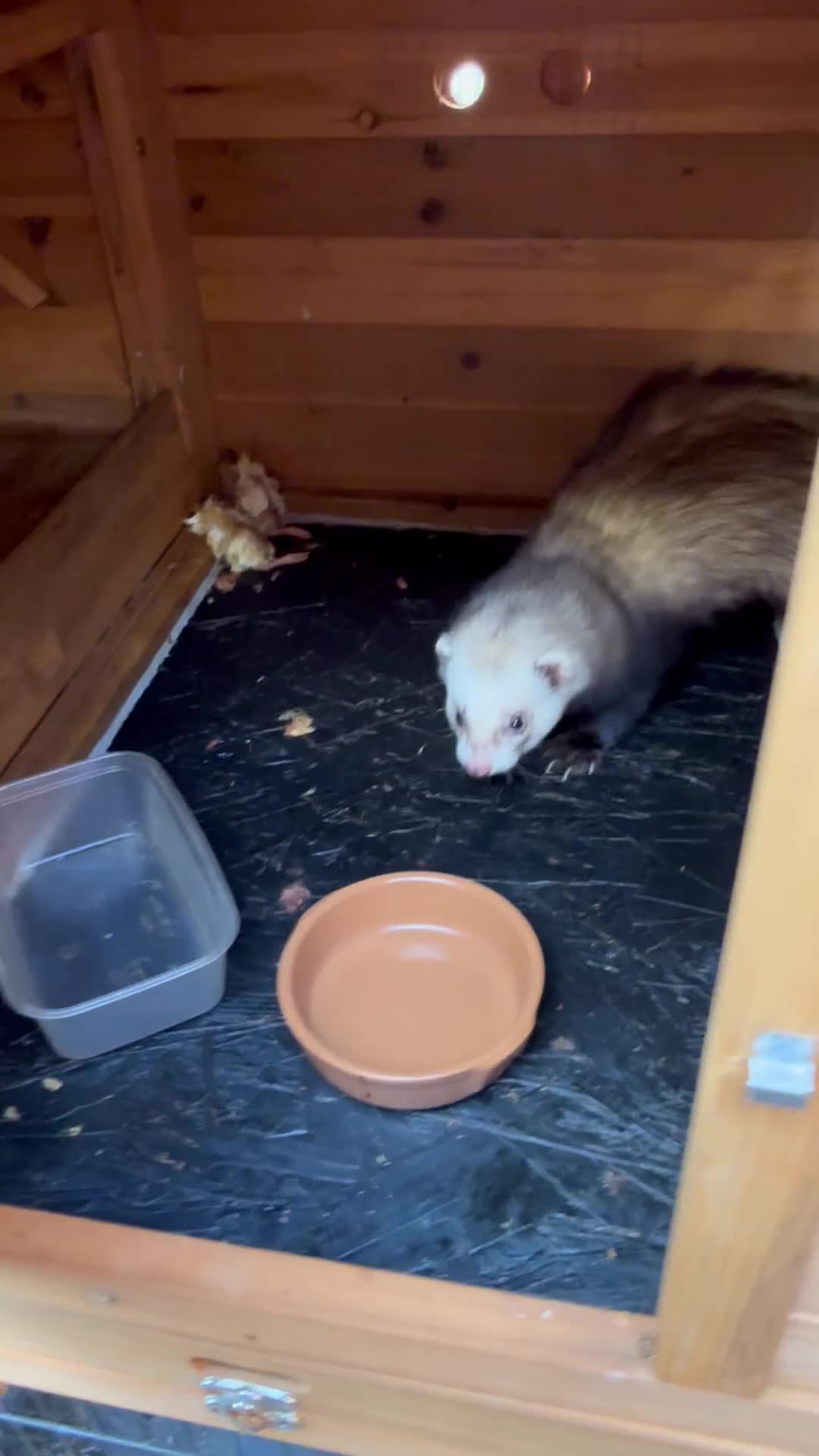Ferret rodents for sale: 2 Boys for adoption - Video 4