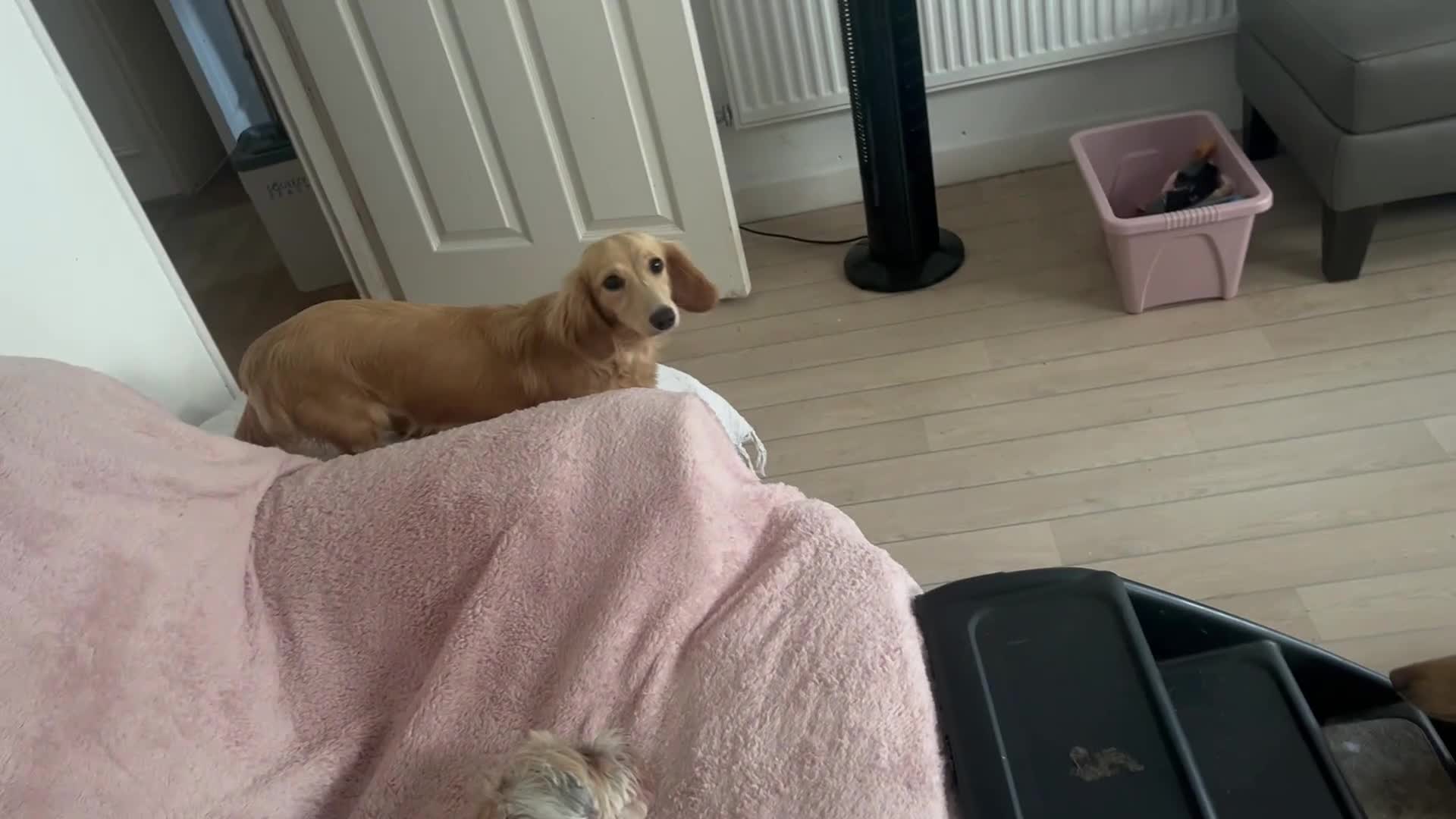 Miniature Dachshund dogs for sale: Beautiful KC registered long haired cream girl - Video 1
