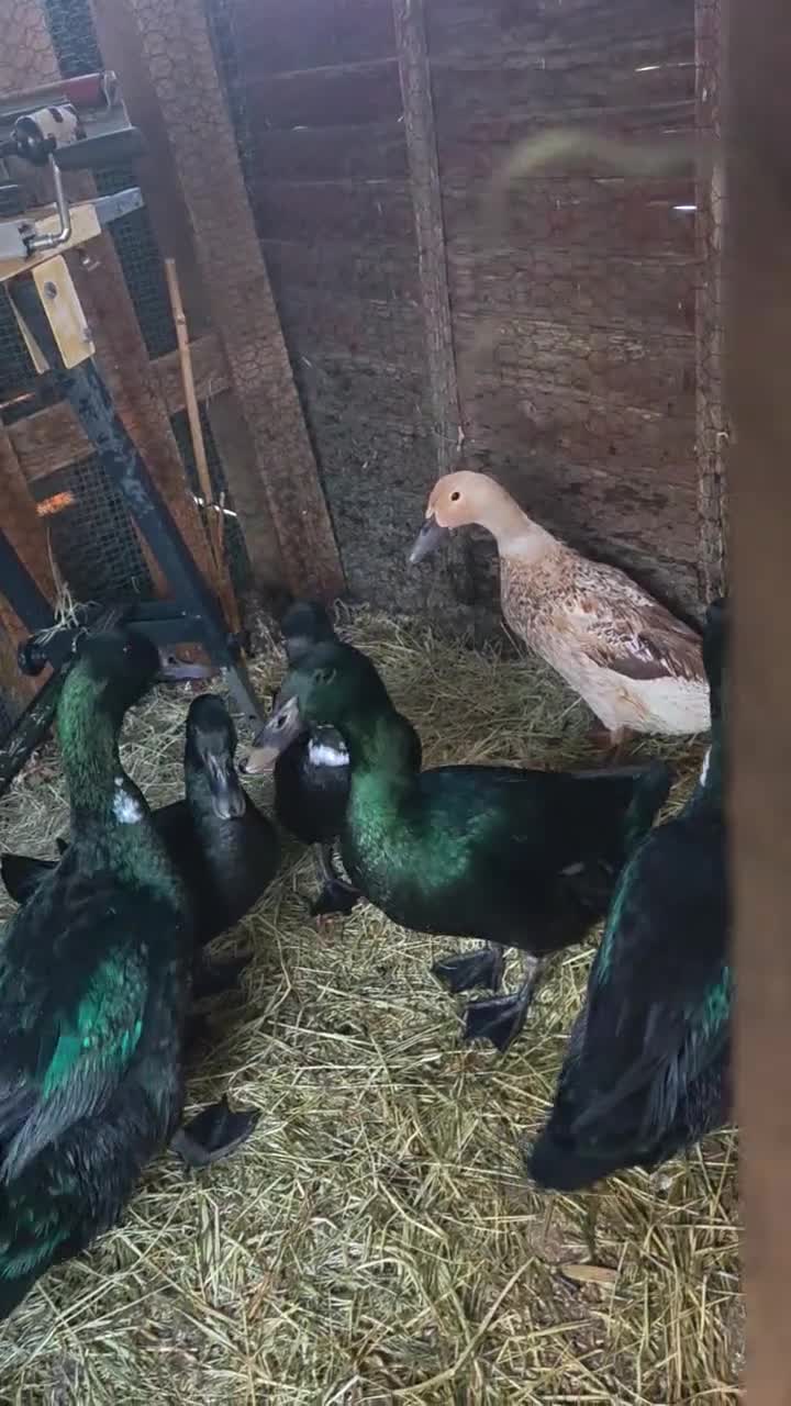 Ducks poultry for sale: Cayuga ducks  - Video 1