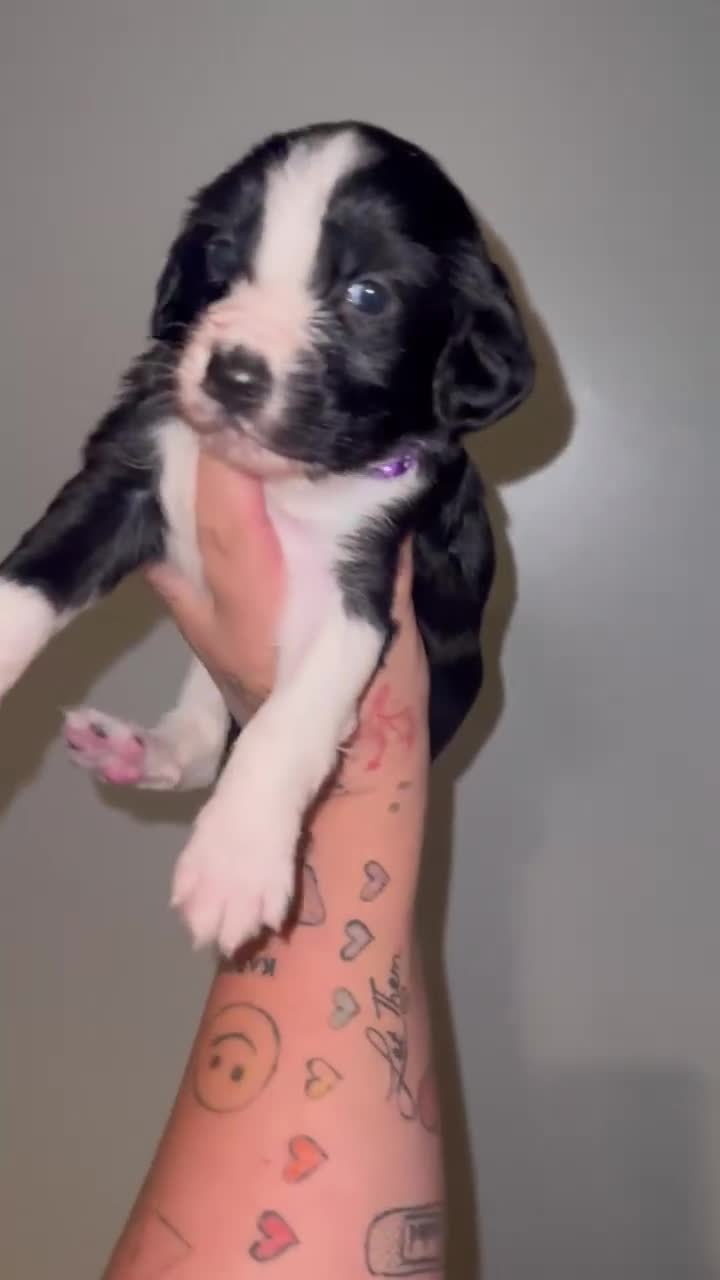 Sprollie dogs for sale: Sprollie pups for sale - Video 2