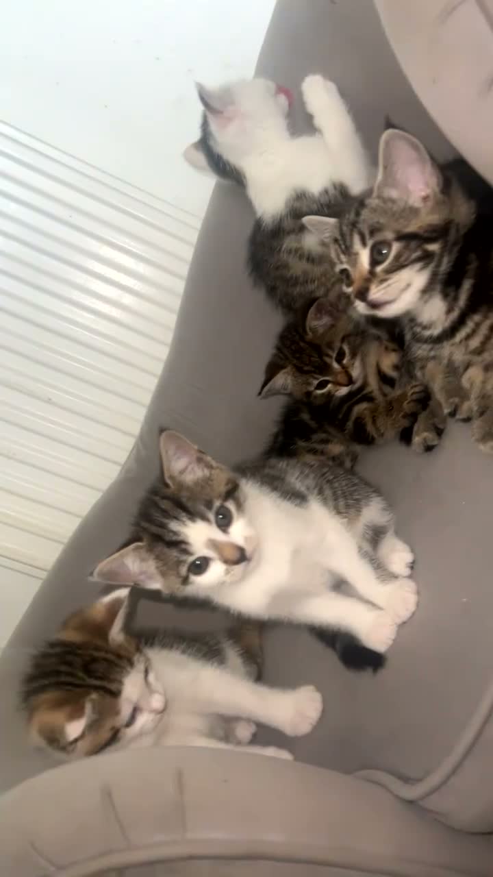 Mixed Breed cats for sale: Kittens  - Video 1