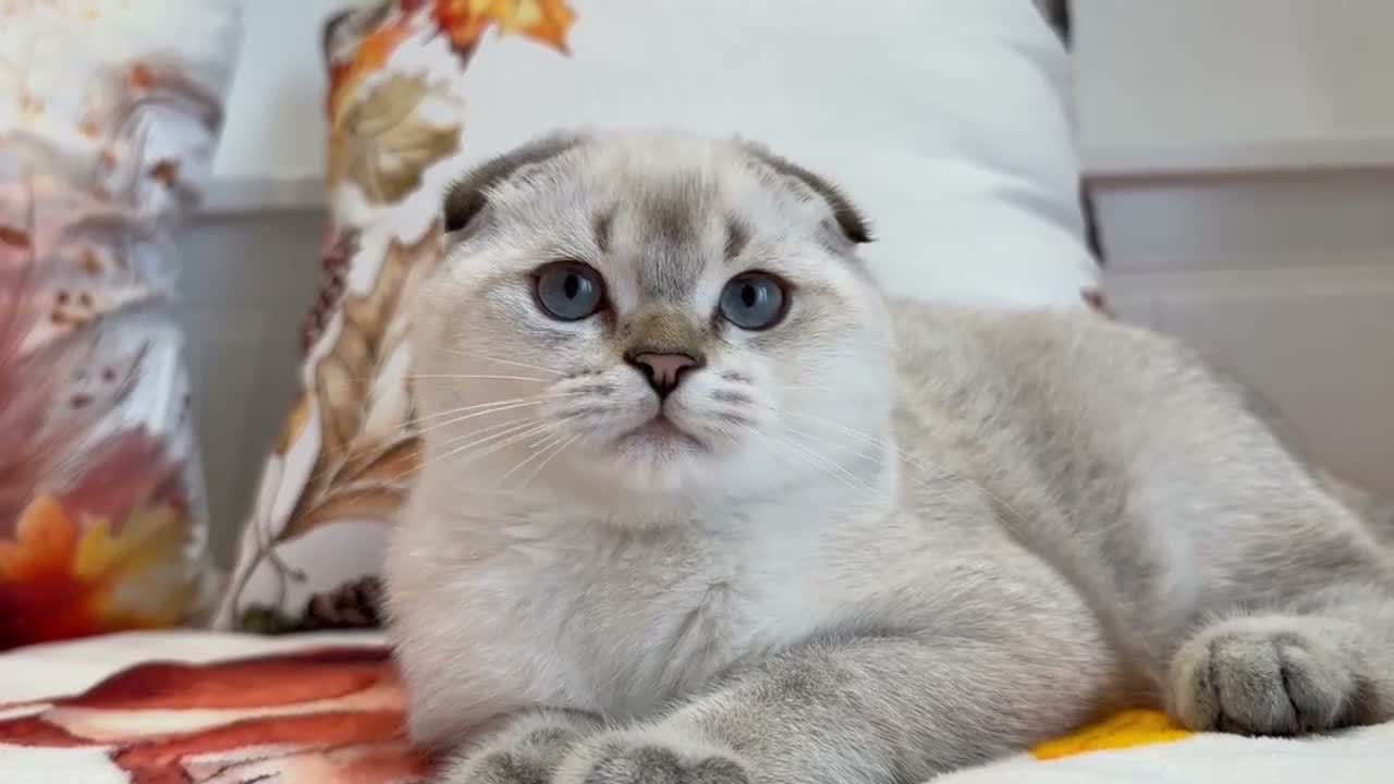 Scottish Fold cats for sale: 💙🐾 **Gorgeous Scottish Fold Boy ** - Video 3