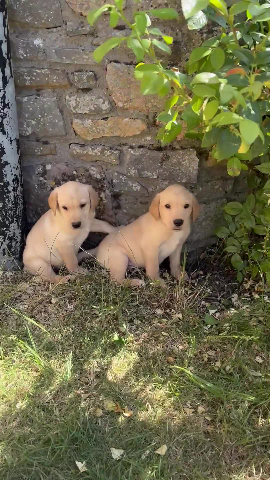 Labrador Retriever dogs for sale: Gorgeous KC Reg Labrador puppies - Video 5