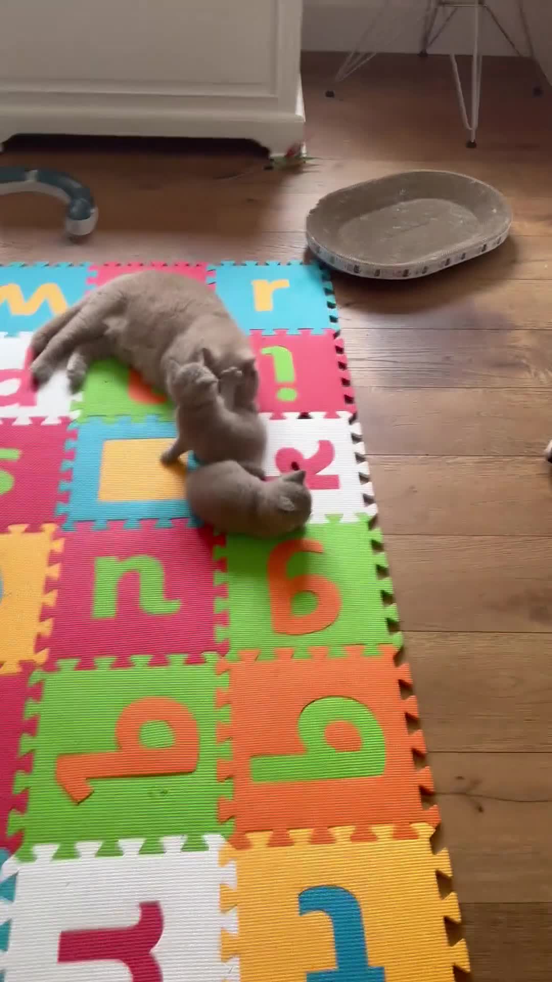 British Shorthair cats for sale: the best one ready to go - Video 1