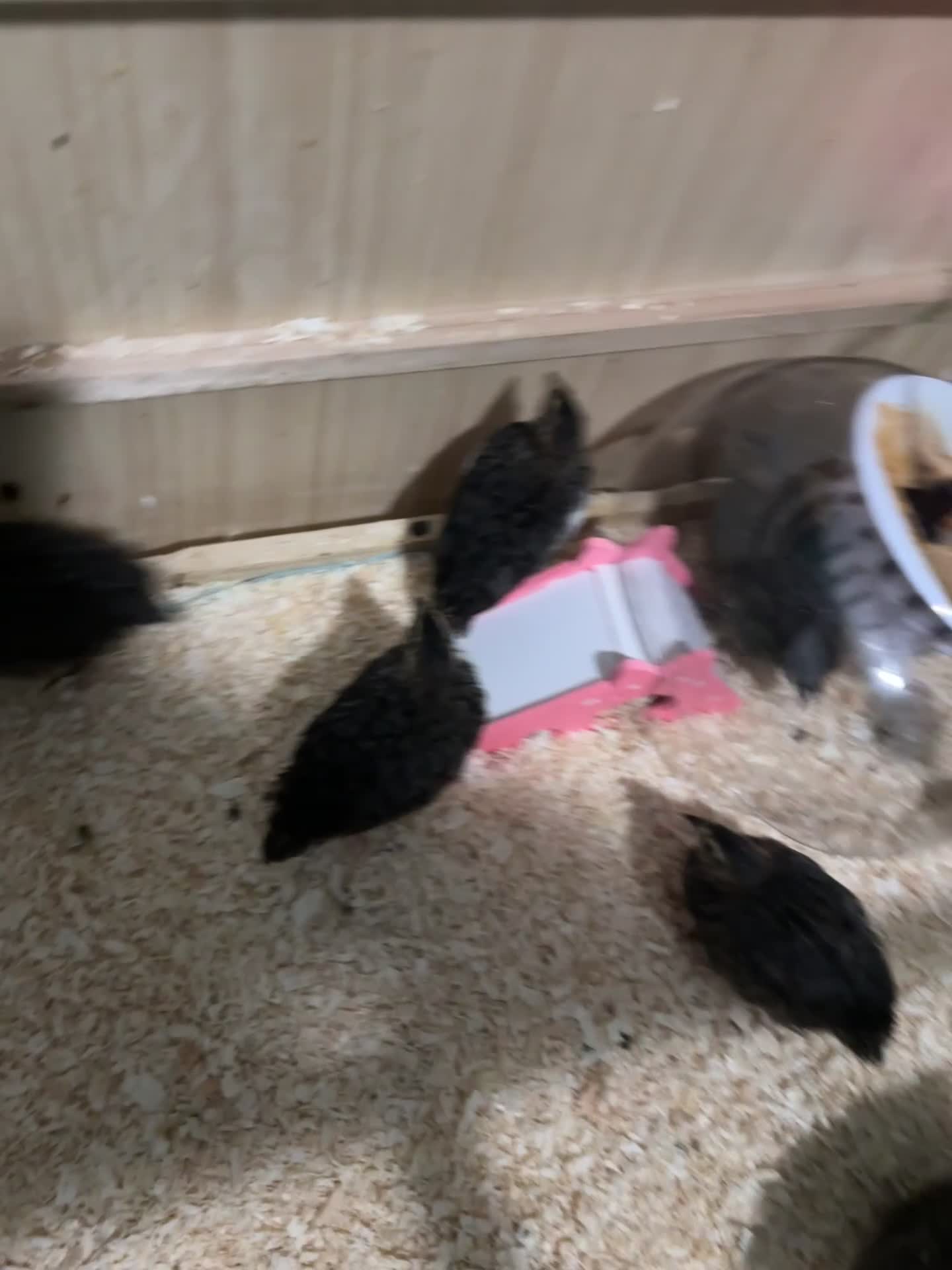 Quail poultry for sale: Quail - Video 2