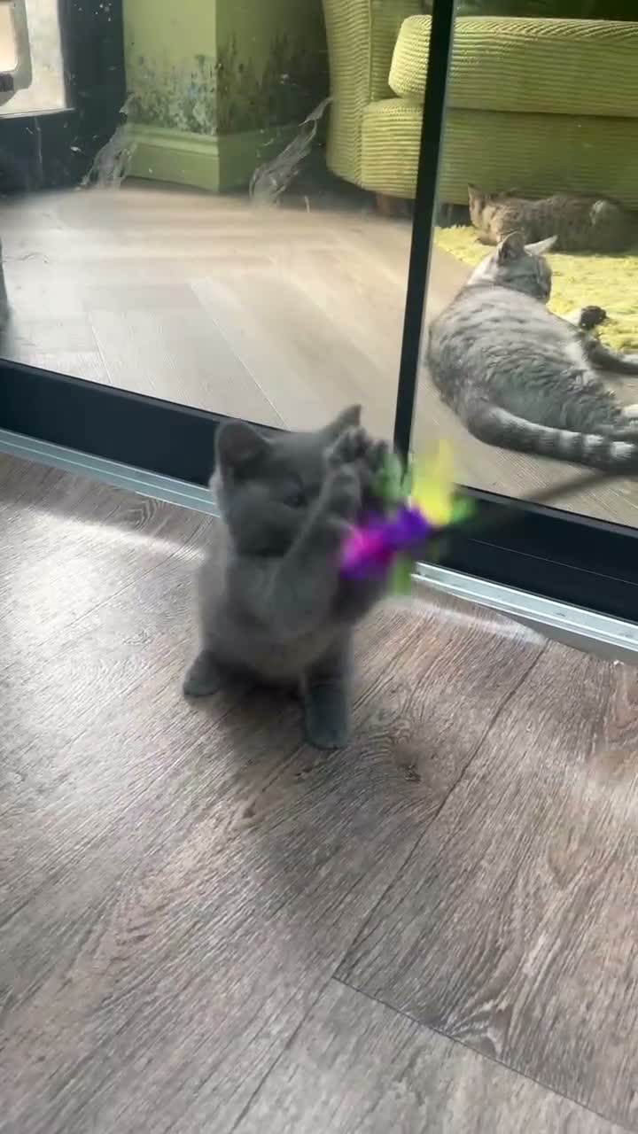 British Shorthair cats for sale: Ready for rehoming BSH / Scottish striaghts - Video 2