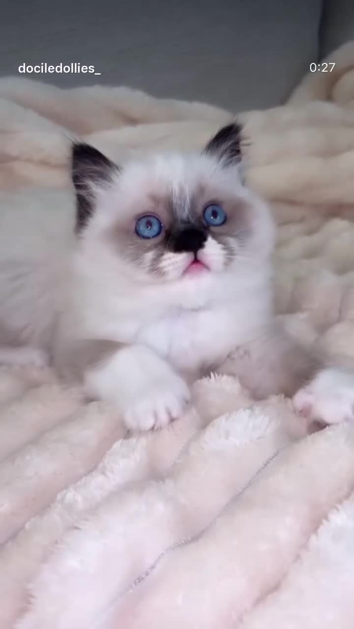 Ragdoll cats for sale: Stunning Ragdoll kitten  - Video 1