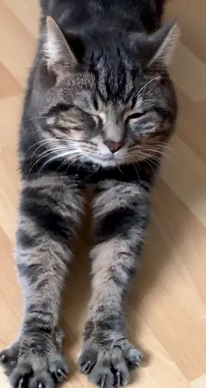 Domestic Shorthair cats for sale: 🐾 Loving Home for Milo🐾 (w automatic litterbox)  - Video 2