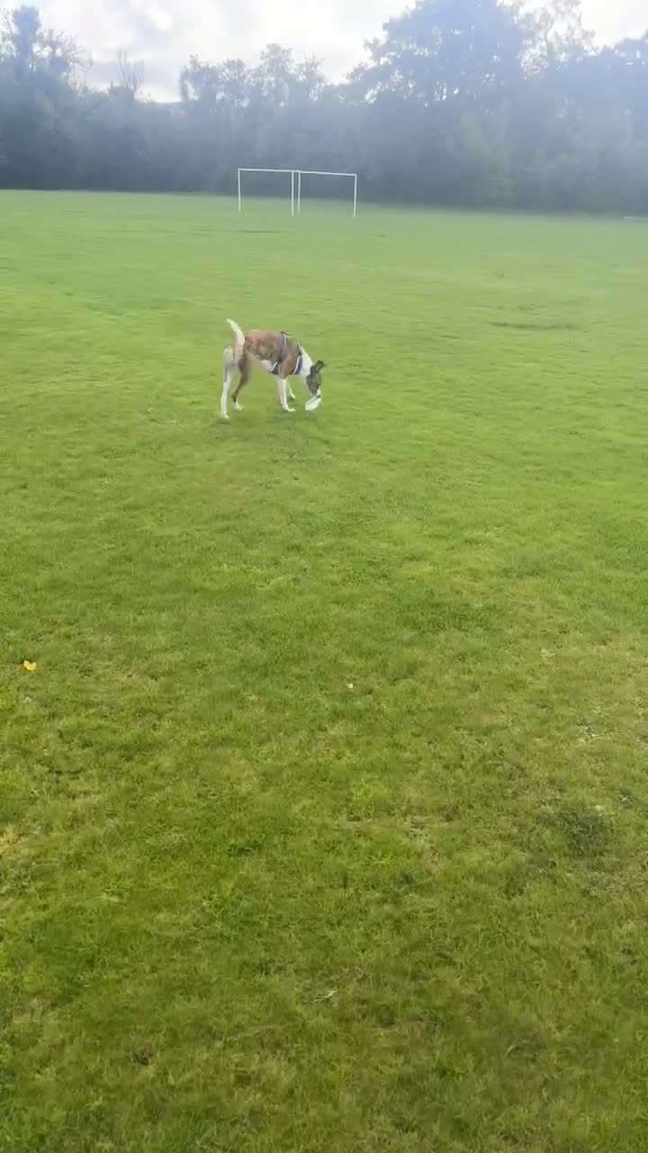 Mixed Breed dogs for sale: Whippet x Collie called Neo - Video 3