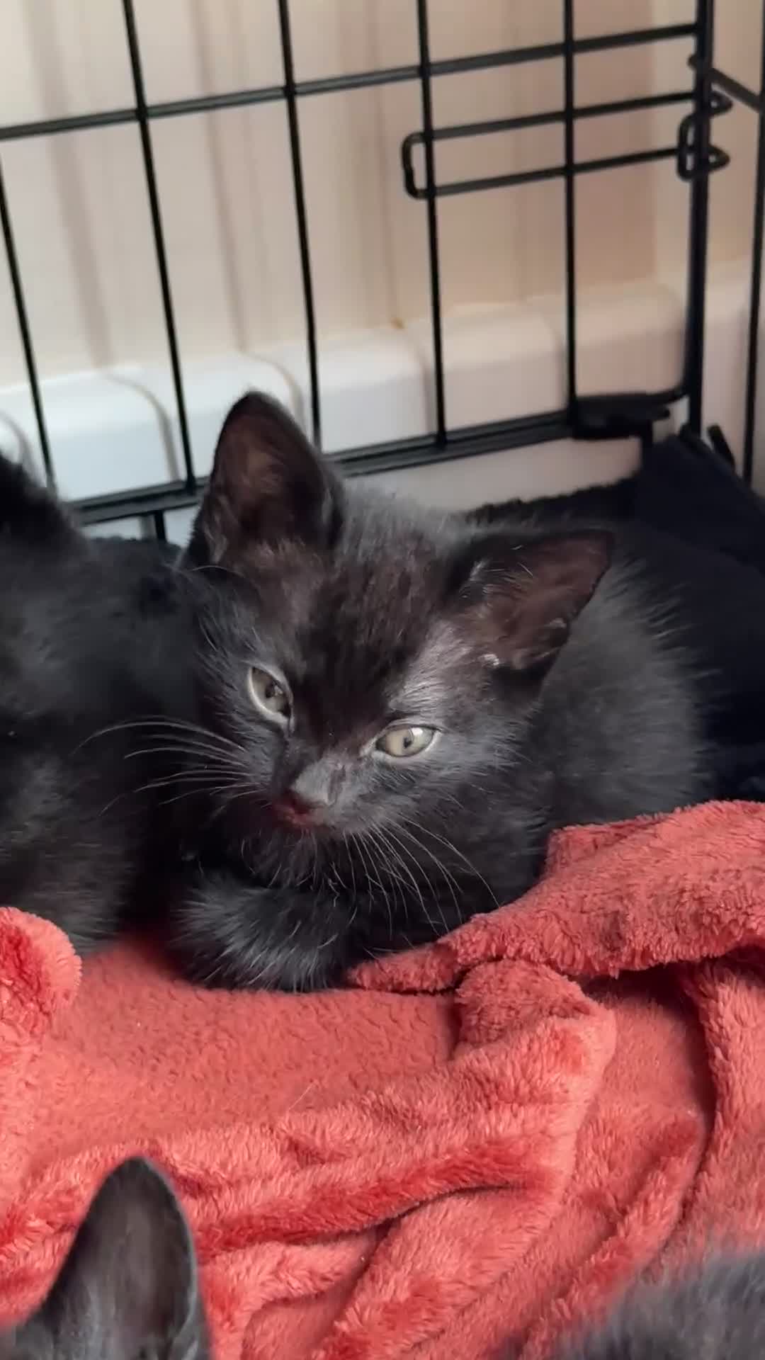 Mixed Breed cats for sale: Siamese X Longhaired Tabbys - Video 5
