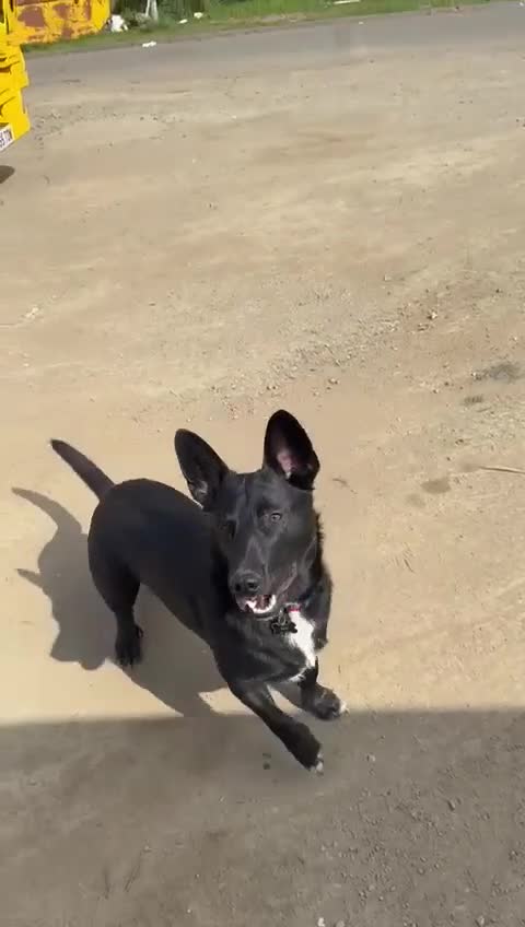 Mixed Breed dogs for adoption: WHISKY - 19 months old, Male, Mixed Breed - Video 2