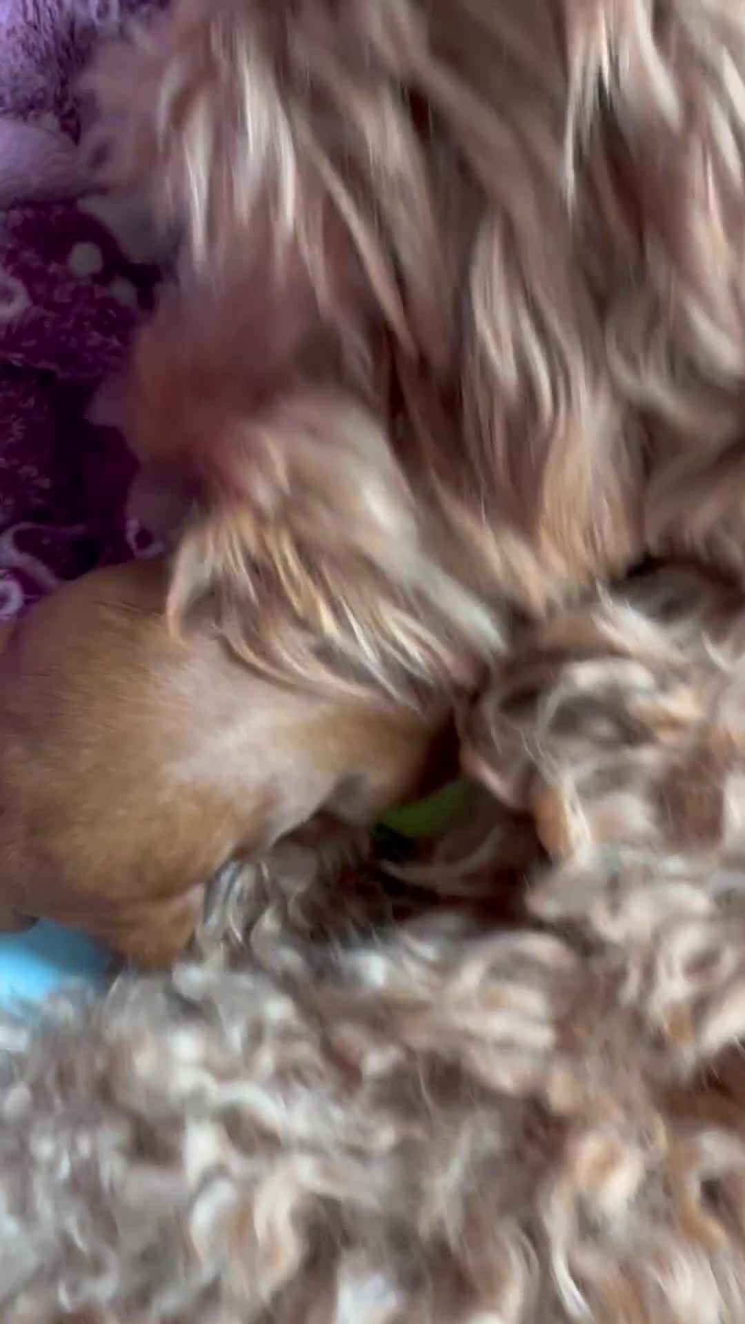 Cockapoo dogs for sale: 2 left Fox Red Stunning F2 Cockapoo  - Video 1