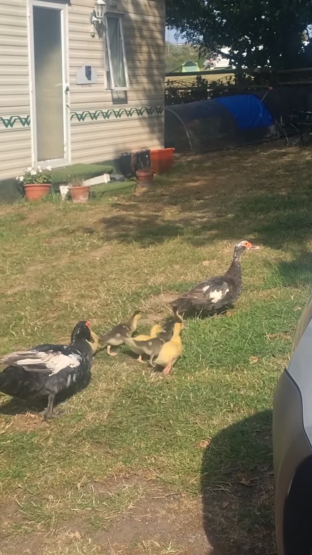 Ducks poultry for sale: Beautiful Muscovy Ducklings  - Video 2
