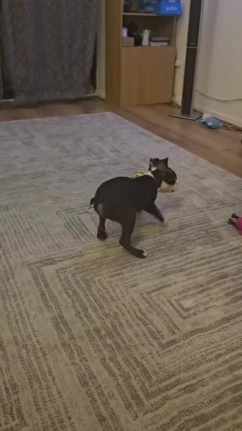 Boston Terrier dogs for sale: Boston Terrier Puppy Ready for His Forever Home - Video 2