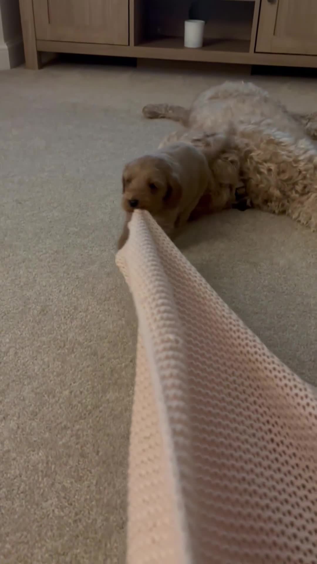 Cavapoo dogs for sale: Cavapoo Pups for sale in Whitchurch - Video 1