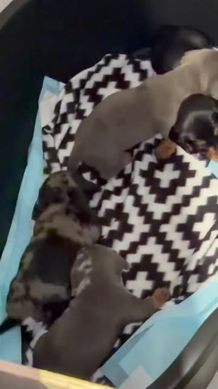 Miniature Dachshund dogs for sale: Mini dachshund  - Video 1