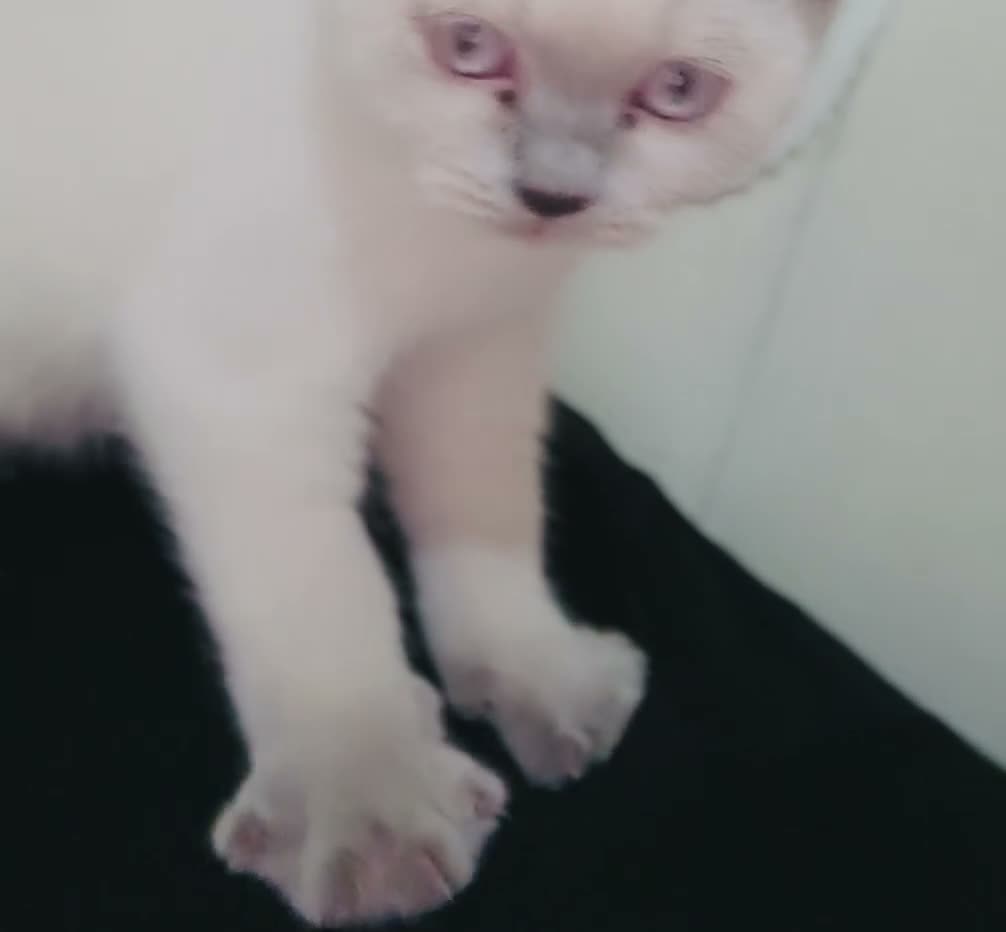 British Shorthair cats for sale: Beautiful Blue-Eyed British Shorthair Kitten - Video 2