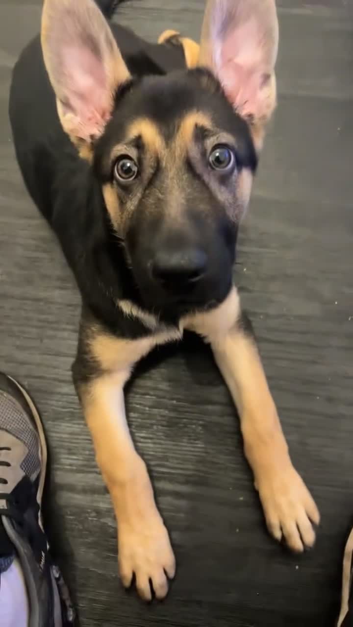 German Shepherd dogs for sale: Purebred German shepherd  - Video 1