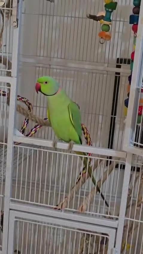 Parakeets birds for sale: Beautiful funny Indian Ringneck loves to sing, fly - Video 1