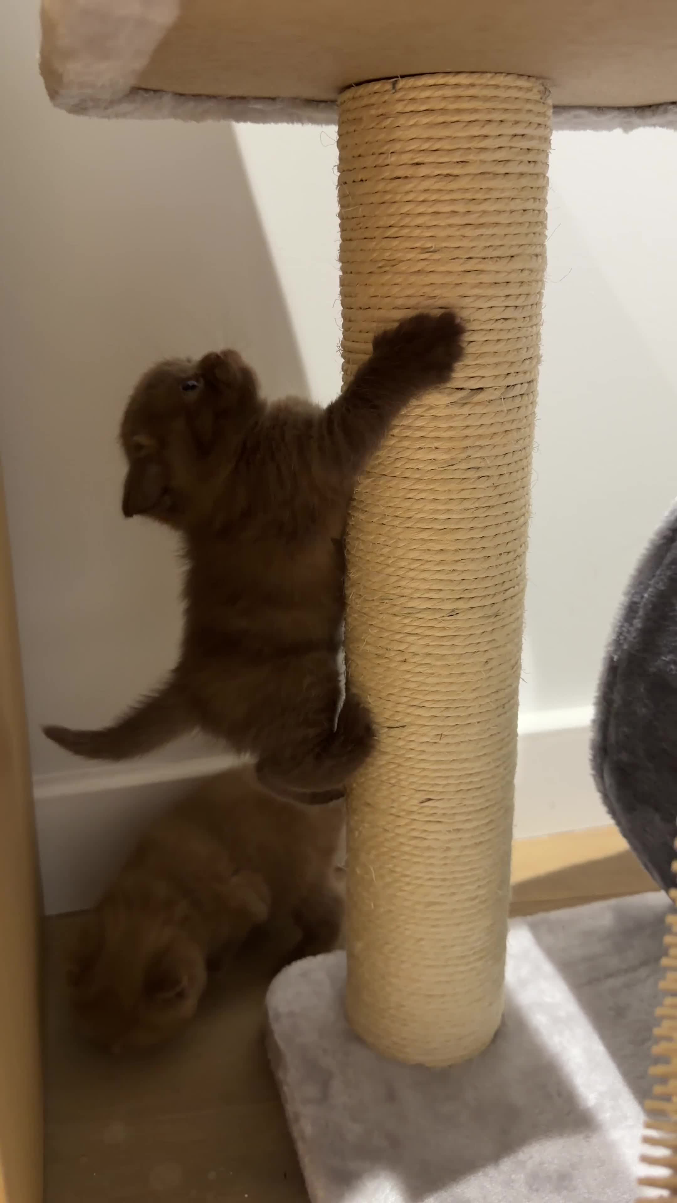 British Shorthair cats for sale: Chocolate British Shorthair Kittens - Video 3