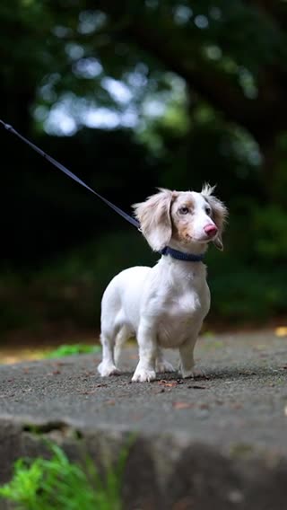 Miniature Dachshund dogs for stud: SHYLO Isabella dapple pied long hair stud  in Liverpool - Video 3