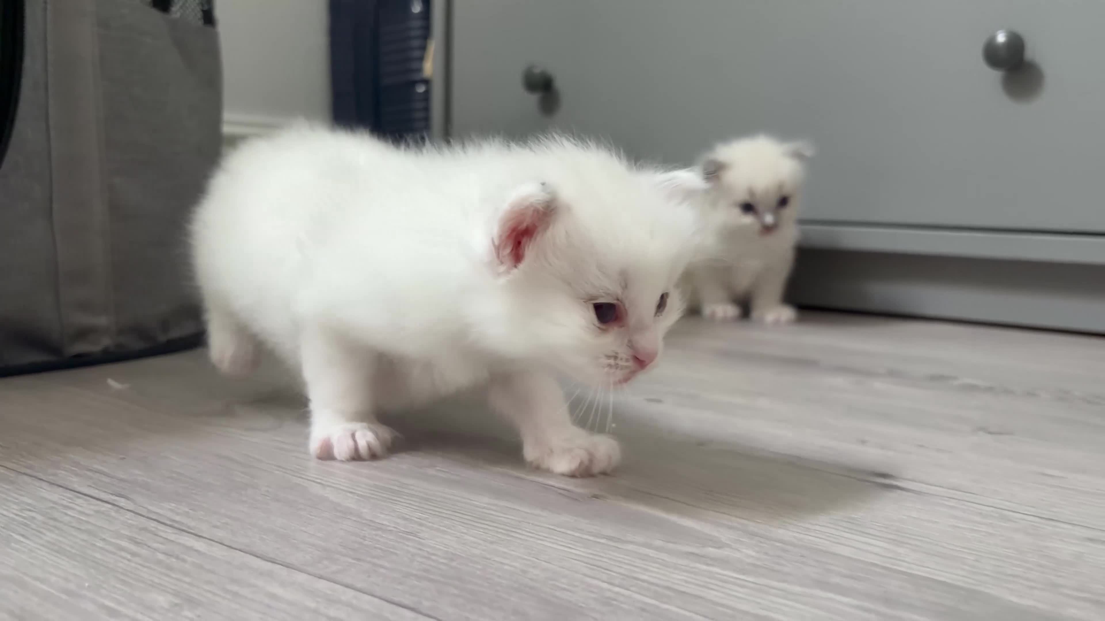 Ragdoll cats for sale: (ONLY 1 LEFT) Cuddly ragdoll kittens  - Video 2