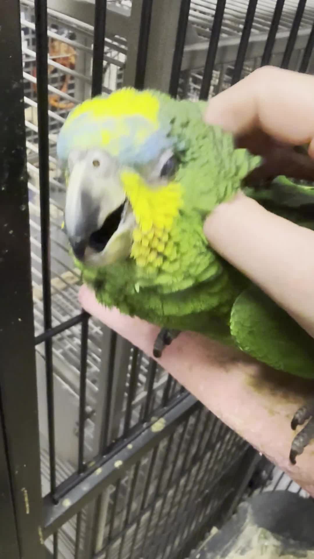 Parrots birds for sale: Gorgeous hand-reared Orange Winged Amazon - Video 1
