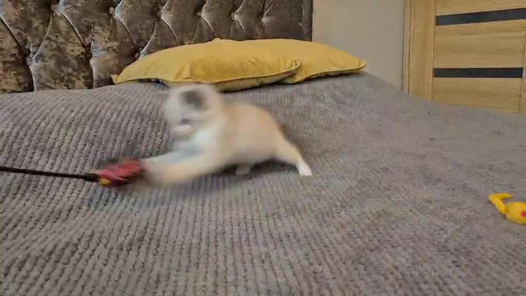 Ragdoll cats for sale: 1 Male Tica Registered Available. Ready Now - Video 2