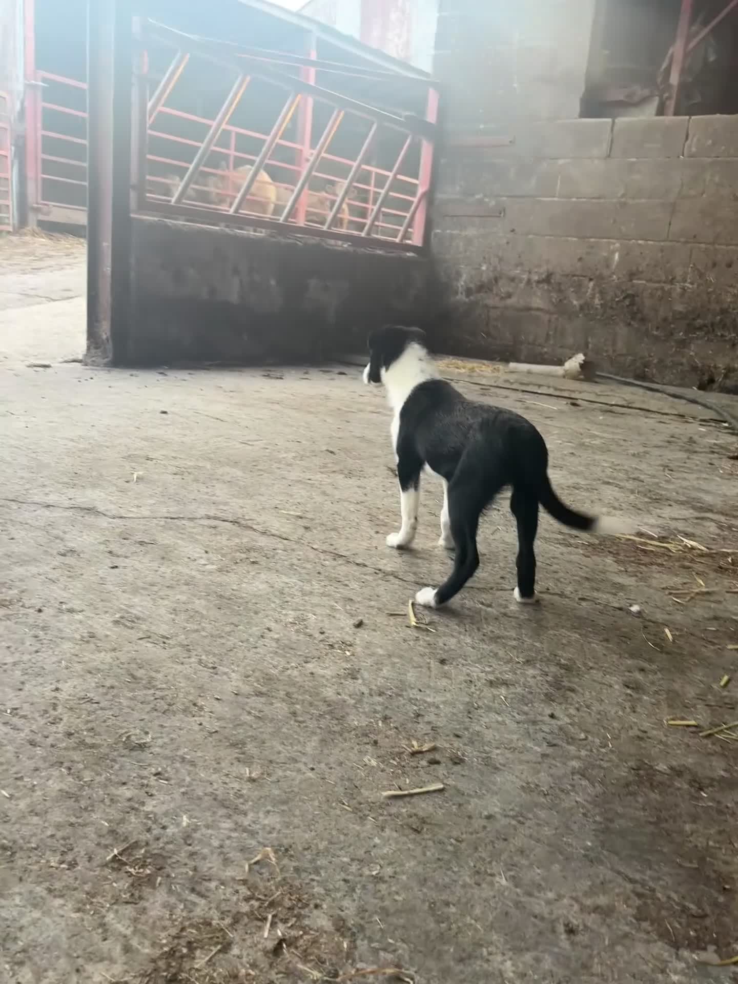 Bearded Collie dogs for sale: 2 collies for sale  - Video 4