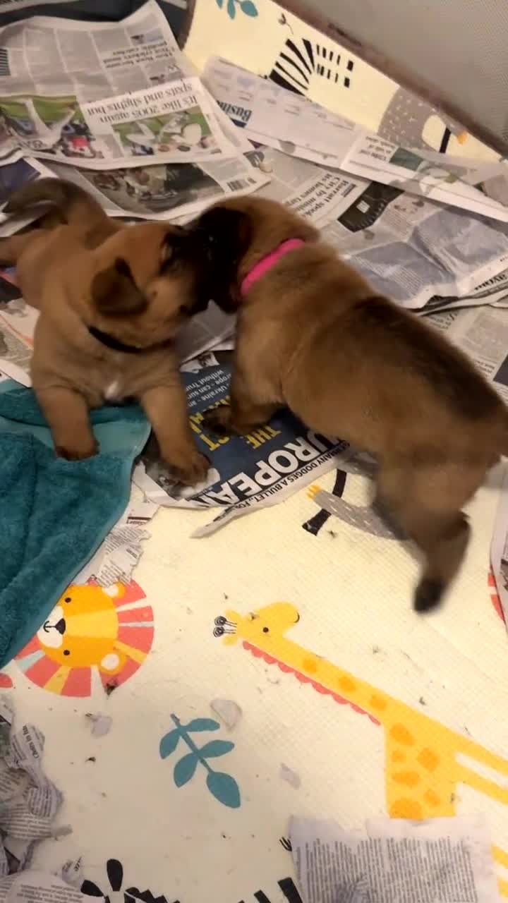 Mixed Breed dogs for sale: Puppies  - Video 1