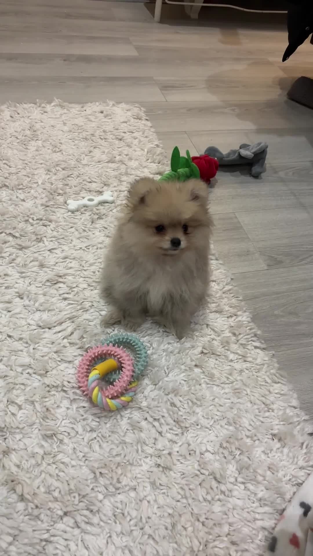 Pomeranian dogs for sale: Beautiful Pomeranian little Girl  - Video 1