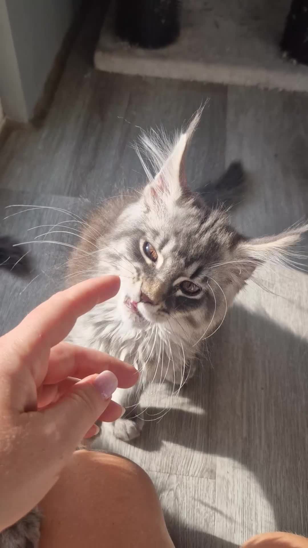 Maine Coon cats for sale: Maine coon kittens  - Video 1